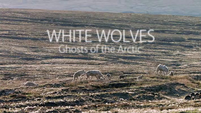 Arctic Wolves