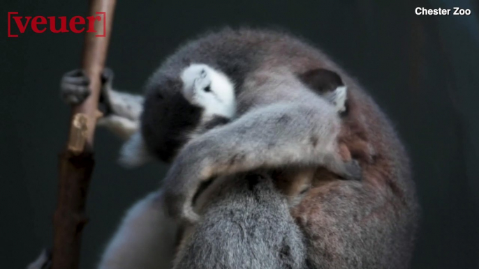 Ring-Tailed Lemur at UK Zoo Gives Birth to Twins