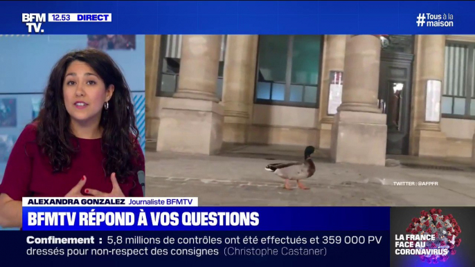 Pourquoi y a-t-il des canards dans les rues de Paris ? BFMTV répond à vos questions