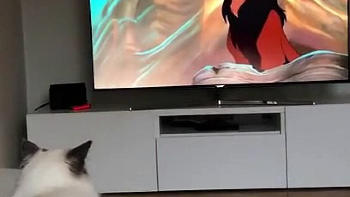 Ce chat regarde le Roi Lion et n'apprécie pas trop le méchant Scar