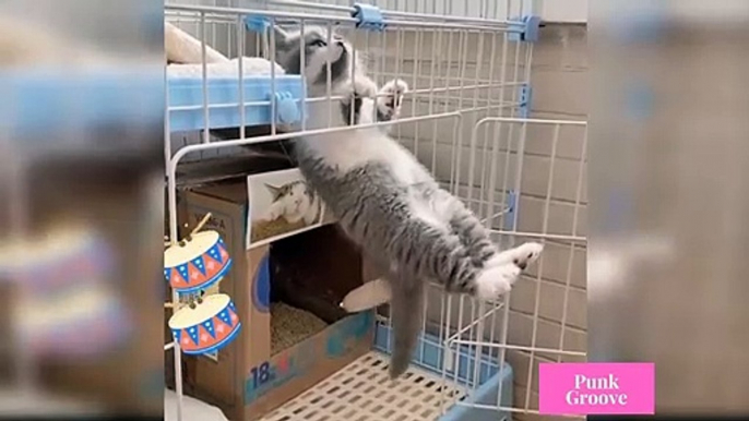 Cute and Funny Cats Videos Compilations  Funny Animal Fails Compilations