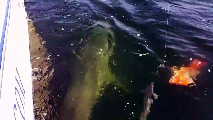 Ces pecheurs jouent avec un grand requin blanc