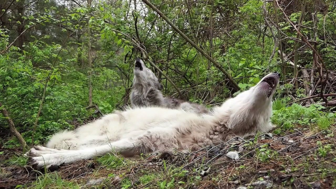 Des loups flemmards ne se lèvent même pas pour hurler