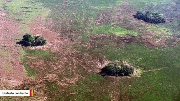 10,000 Years Ago, Humans Created Thousands Of 'Forest Islands' In Amazon