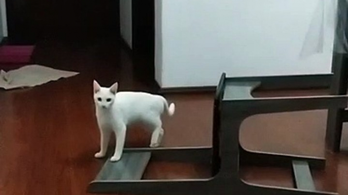 Cat Fails to Jump onto Table Resulting in Chair Crash