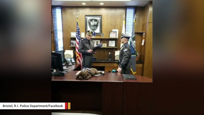 Watch: K9 Decides To Take A Nap During Swearing-In Ceremony