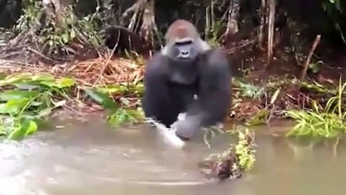 Un gorille fait une blague à des touristes... Tellement drôle