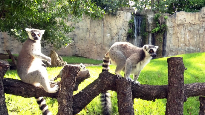 Bioparc Valencia mantiene su actividad en el "cuidado del bienestar animal"