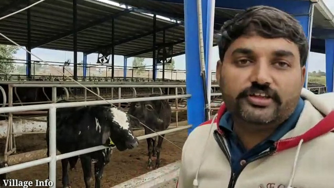 Rana Cattle Farm__Bachra Farming in Pakistan__Calf Farming in Pakistan__Claves F_HIGH