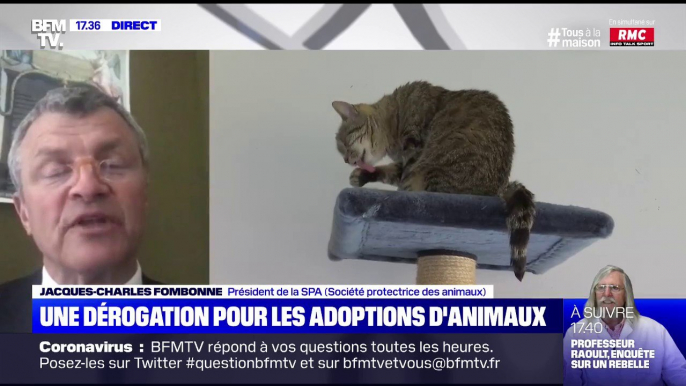 Le président de la SPA annonce qu'il sera possible de se déplacer pour adopter des animaux dès jeudi