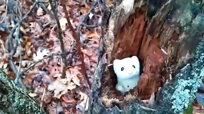 Une hermine blanche adorable joue à cache-cache