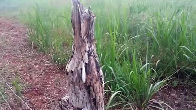 C'est un animal ou un tronc d'arbre ??? Urutau au camouflage parfait