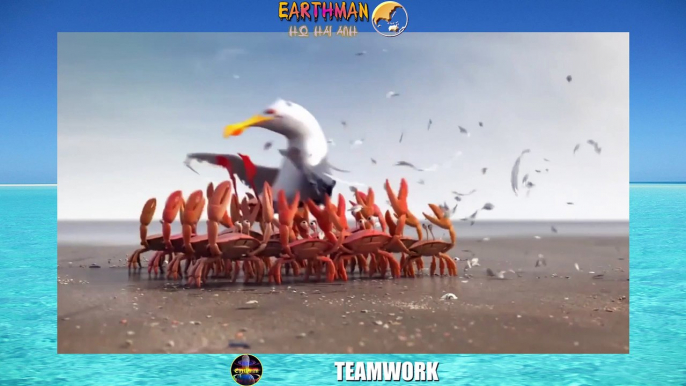 Teamwork of crabs and ants | Tinh thần đồng đội của cua và kiến