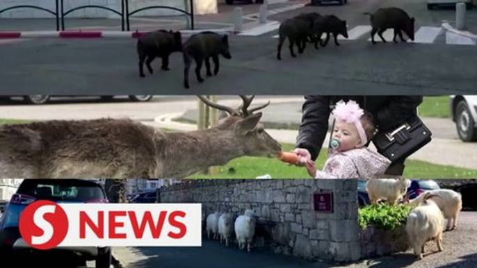 Wild animals wander abandoned streets amid lockdowns