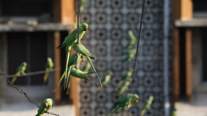 Indian ‘birdman’ feeds thousands of hungry parrots during coronavirus lockdown