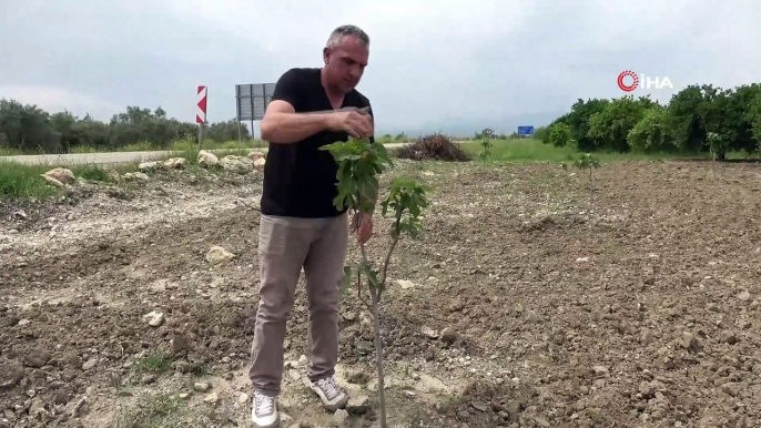 Üreticiden fidan hırsızlarına afişli önlem: 'Seni mutlaka yakalayacağım. Seni nasıl yakalayacağımız da bırak biz de kalsın'