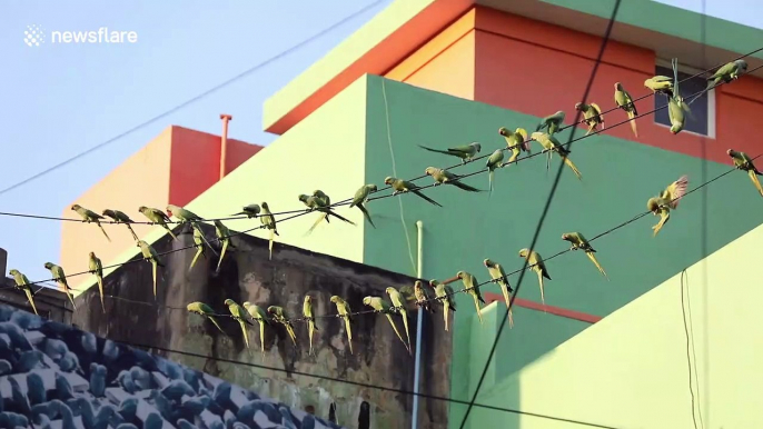 Indian photographer dubbed 'birdman' by locals as he feeds thousands of birds during COVID-19 lockdown