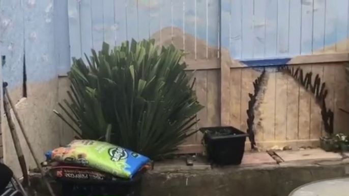 Teacher paints mural of South Shields coastline on garden fence