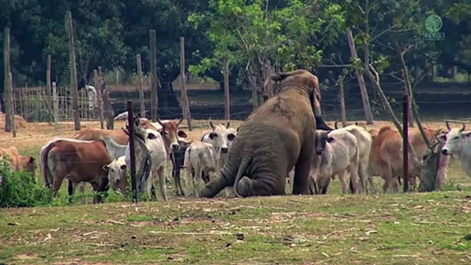 Ce bébé éléphant va embeter des vaches... Tellement drôle