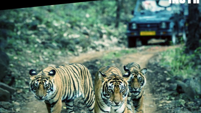 On International Tiger's Day, How Tigers Remain Unprotected In India