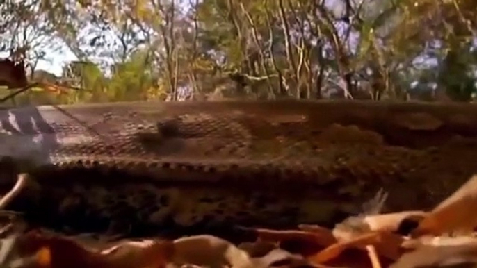 Big Mistake ,Anaconda Provoked ,The Lion  Lion vs Python ,Snake  Most, Amazing Attack, of Animals