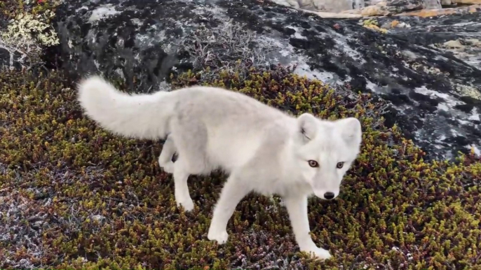 Un renard arctique curieux rend visite à un photographe