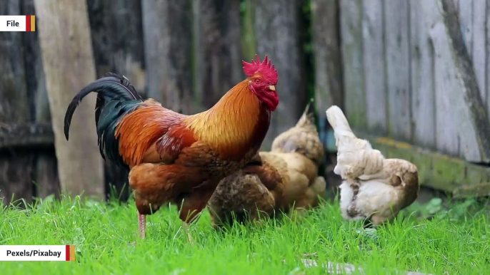 'Aggressive Chicken' Is Terrorizing People: Louisiana Police