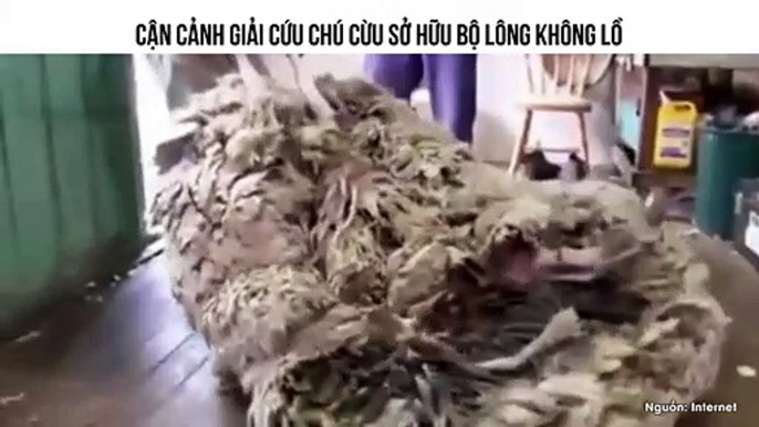 CẬN CẢNH GIẢI CỨU CHÚ CỪU SỞ HỮU BỘ LÔNG KHÔNG LỒ