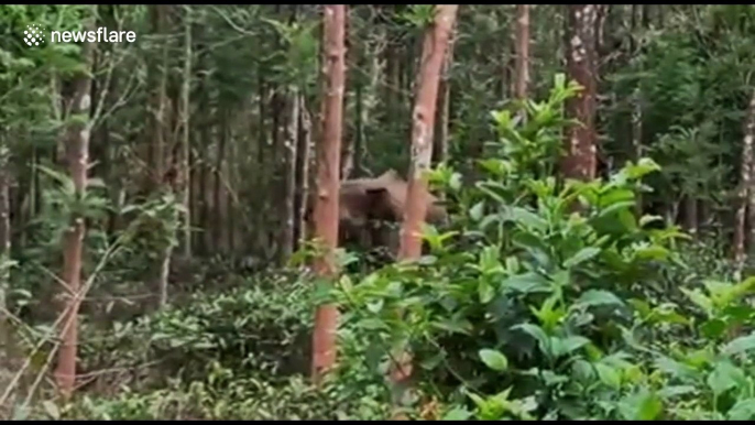 Terrifying moment wounded wild elephant suddenly charges vets