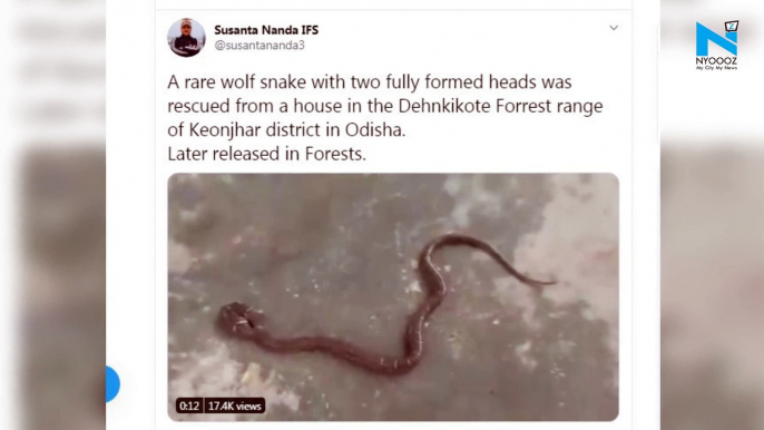 Watch: Rare snake with two fully formed heads discovered in Odisha