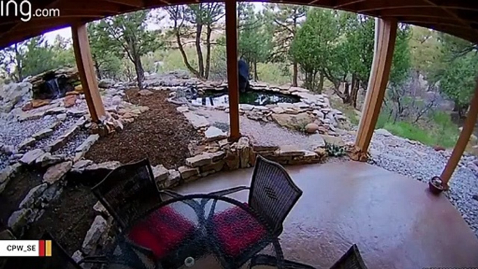 Security Camera Catches Bear Enjoying Dip In Backyard Pool