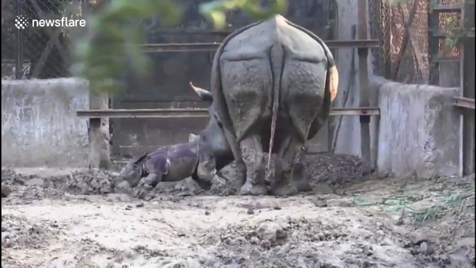 Baby rhino born at India's Patna zoo takes first steps