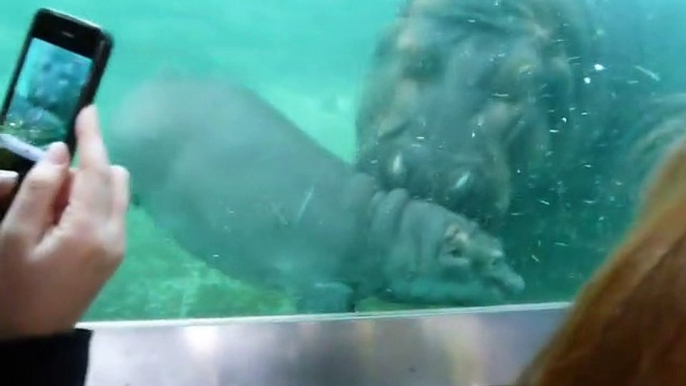 Ce bébé hippopotame vient dire bonjours aux visiteurs de ce zoo... adorable