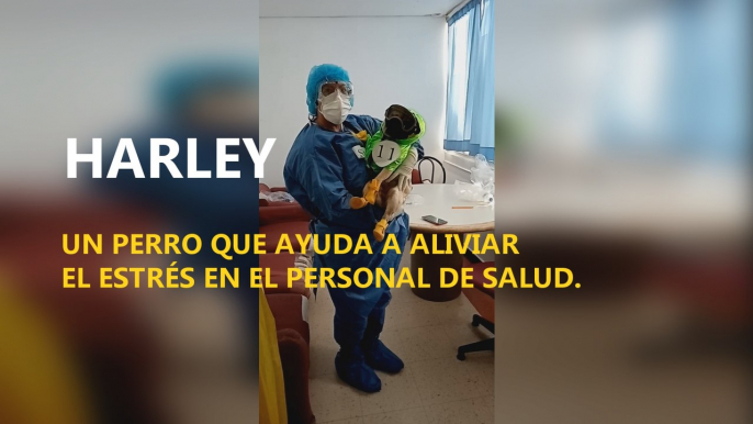 Harley, un perro que ayuda a aliviar el estrés en el personal de salud