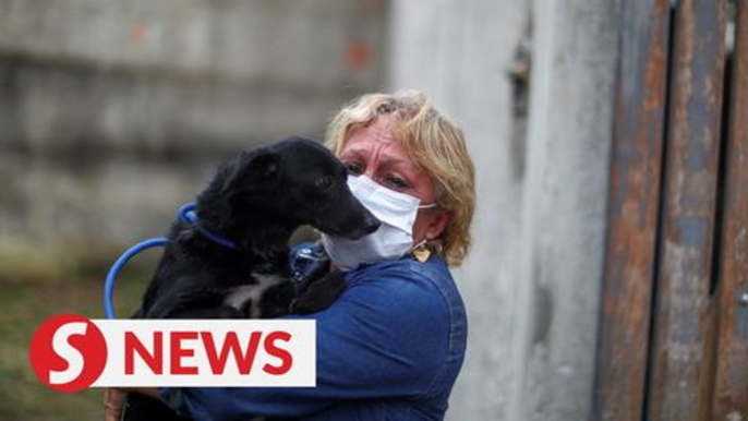 Pet delivery in Brazil helps shelter animals find new owners