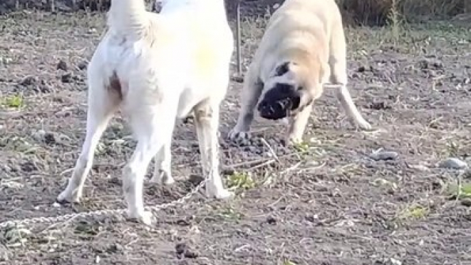 TURKMEN ALABAY COBAN KOPEKLERi OYUN - ALABAi SHEPHERD DOGs GAMES