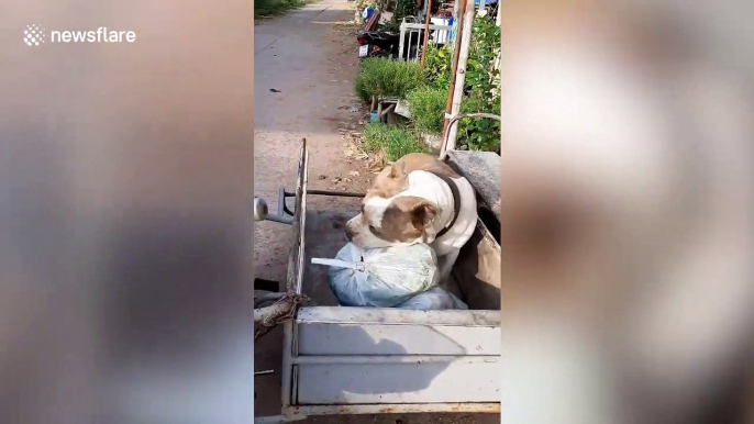 Clever pet dog helps family by carrying bags of rubbish onto trailer to take to recycling centre