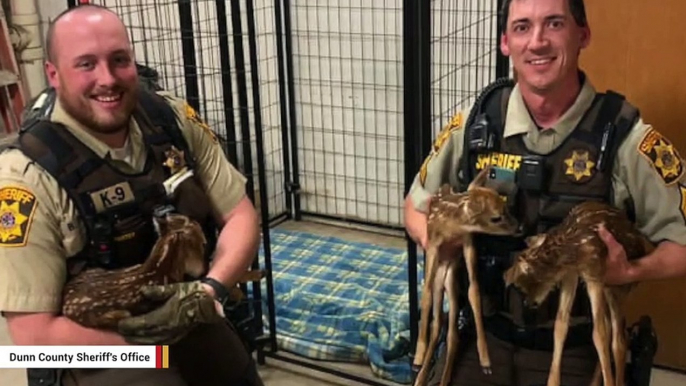Cops And Residents Save Fawns After Doe Fatally Struck By Car