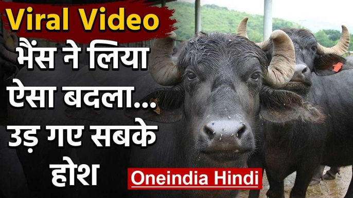 Buffalo Viral Video : भैंस ने लिया ऐसा बदला...उड़ गए सबके होश | वनइंडिया हिंदी