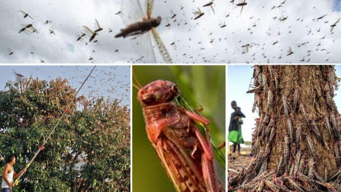 Locust Swarms: How Much They Can Eat And Damage