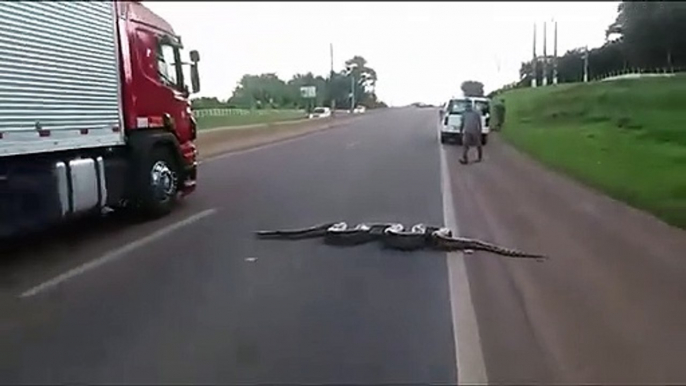 Traffic halts as Giant Anaconda Crosses Road in Brazil; Video Goes Viral _ GoViral