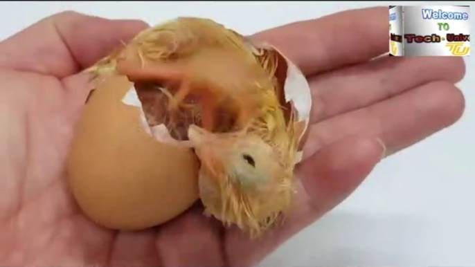 Chicks from eggs- without make  eggs hatching machine at home at zero cost