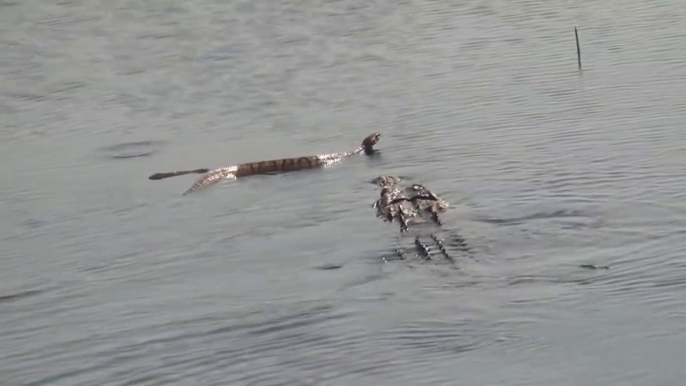 Un alligator vient dévorer un énorme serpent