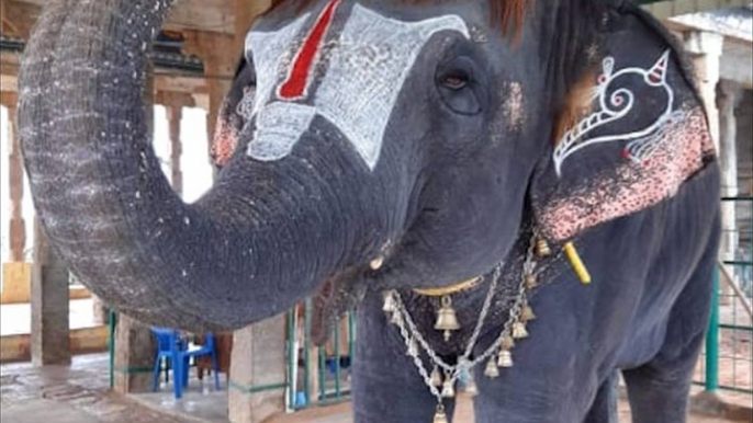 Meet Bob Cut Sengamalam, the trendy jumbo from Tamil Nadu