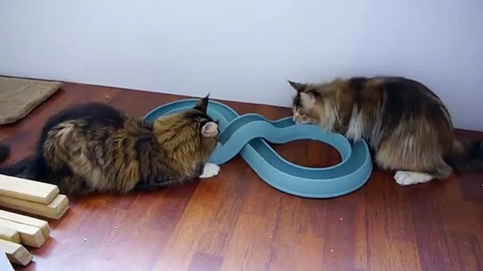 Maine Coon Cats | Cat Toys | Maine Coon Kitten | Maine Coon kittens | Maine Coon Cats Playing