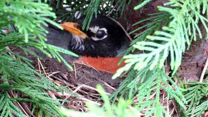 Cute Mother Robin Incubating Her Eggs