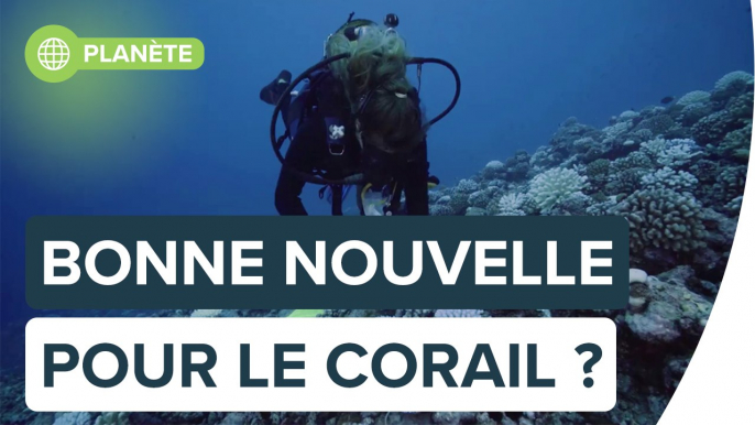 Grande barrière de corail : la vie sous-marine prospère malgré le réchauffement | Futura