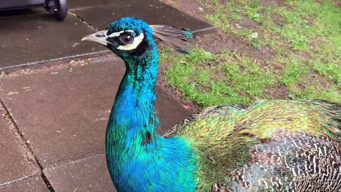 Dudley Zoological Gardens welcomes visitors again!