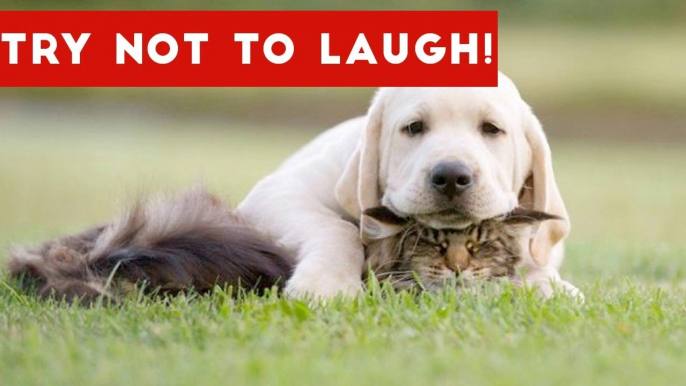 Try Not To Laugh Or Grin At These Funny Animal Clips, Bloopers & Outtakes _ Funny Pet Videos