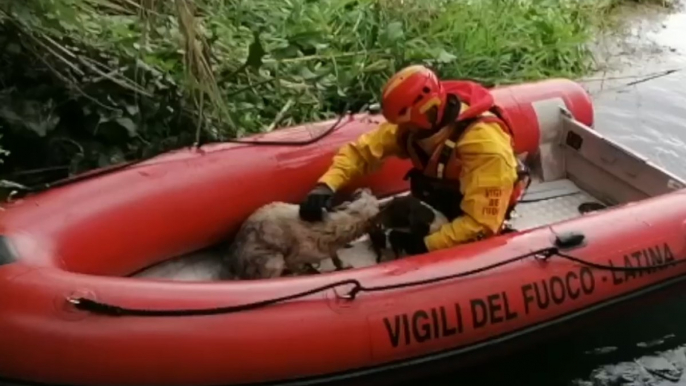 Latina - Salvati tre cani in pericolo a Sezze e Aprilia (08.06.20)